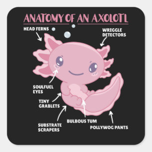 Pegatina Cuadrada Anatomía Explicativa Axolotl De Un Axolotl