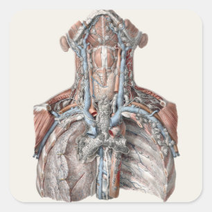 Pegatina Cuadrada Anatomía Humana Antigua Garganta, Cuello, Pecho, C