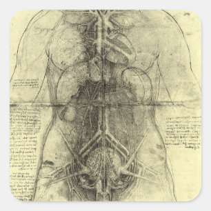 Pegatina Cuadrada Anatomía Humana de Leonardo da Vinci, Torso Femeni