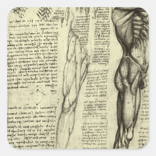Pegatina Cuadrada Anatomía Humana Masculina de Leonardo da Vinci Mús