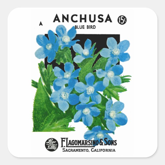 Pegatina Cuadrada Anchusa (Anverso)
