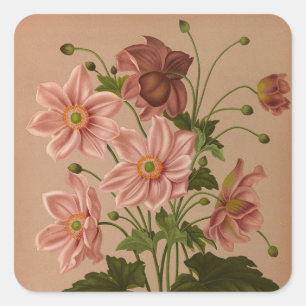 Pegatina Cuadrada Anémona Japonica Rosea Exquisita Botánica Vintage