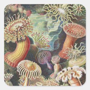 Pegatina Cuadrada Anémonas de mar, Actiniae Seeanemonen Ernst Haecke