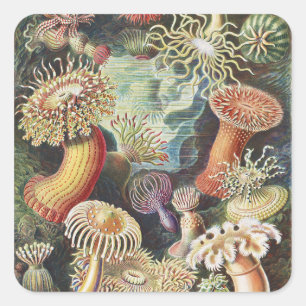 Pegatina Cuadrada Anémonas de Mar de Haeckel Arte Náutico de Vida Ma
