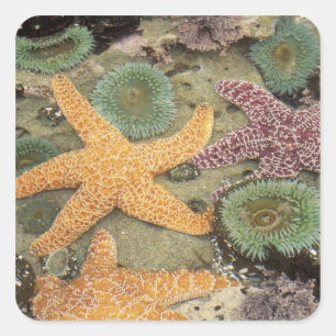 Pegatina Cuadrada Anémonas verdes gigantes y estrellas de mar ocre