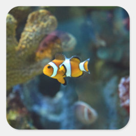 Pegatina Cuadrada Anemone Fish