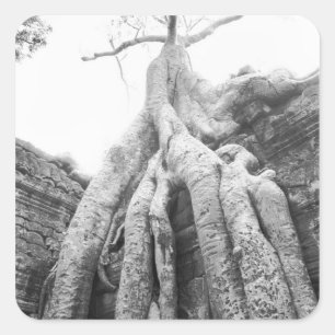 Pegatina Cuadrada Angkor Camboya, Árbol Ta Prohm