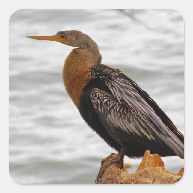 Pegatina Cuadrada Anhinga Al Acecho (Anverso)