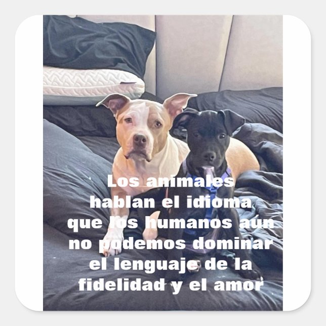 Pegatina Cuadrada animal (Anverso)