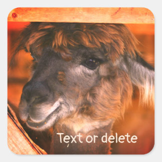 Pegatina Cuadrada Animal de granja Cutey Llama Personalizado