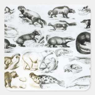 Pegatina Cuadrada Animales carnívoros