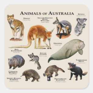 Pegatina Cuadrada Animales de Australia