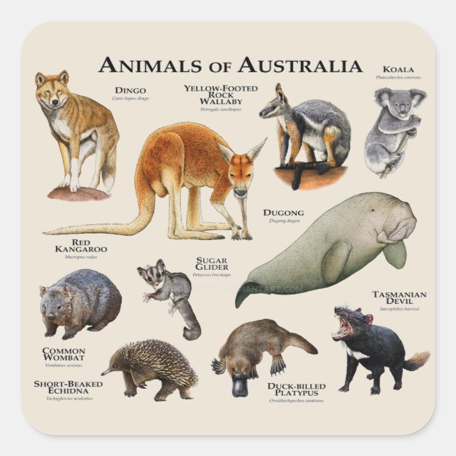 Pegatina Cuadrada Animales de Australia (Anverso)
