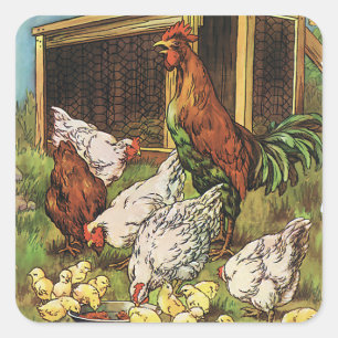 Pegatina Cuadrada Animales de granja antiguos, gallo, gallinas, poll