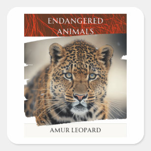 Pegatina Cuadrada Animales en peligro - Amur Leopard