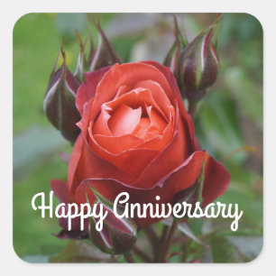 Pegatina Cuadrada Aniversario feliz Rosa de cacao caliente #1 Pegati
