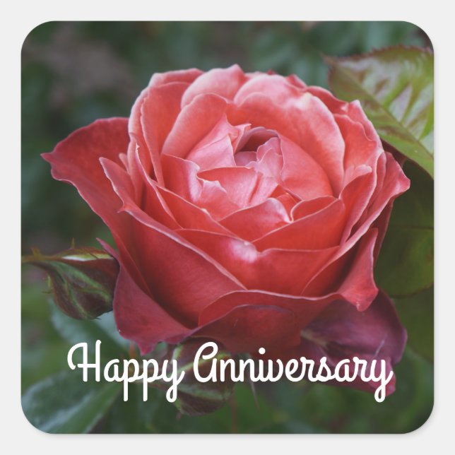 Pegatina Cuadrada Aniversario feliz Rosa de cacao caliente #2-1 Pega (Anverso)