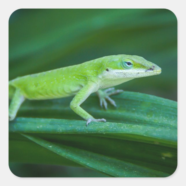 Pegatina Cuadrada Anole Lizard (Anverso)