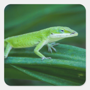 Pegatina Cuadrada Anole Lizard
