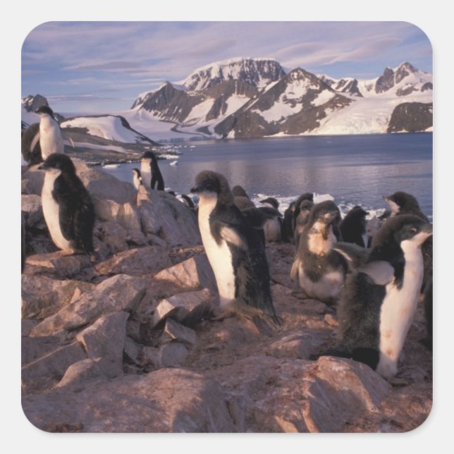 Pegatina Cuadrada Antártida, crías de pingüino adelie (Anverso)