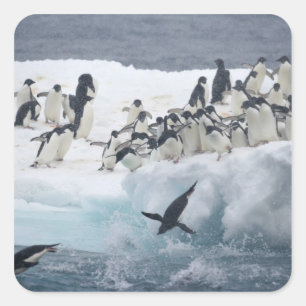 Pegatina Cuadrada Antártida, Isla Paulet. Pingüinos adelie