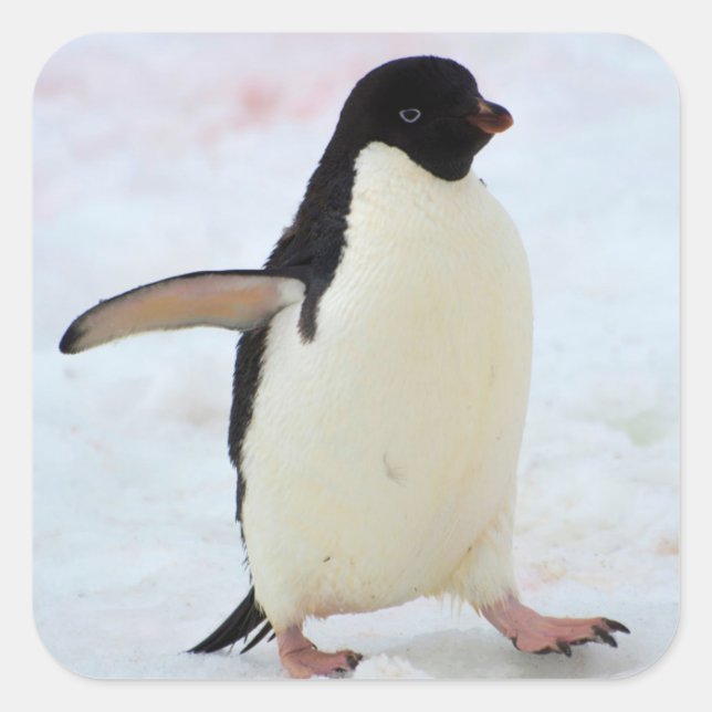 Pegatina Cuadrada Antártida. Isla Petermann. Pingüino Adelie (Anverso)