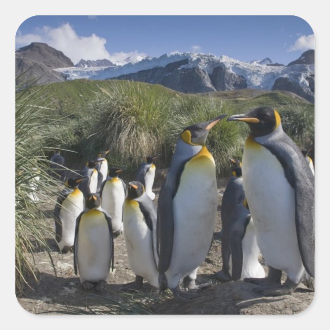 Pegatina Cuadrada Antártida, Islas Georgias del Sur (Reino Unido), R (Anverso)