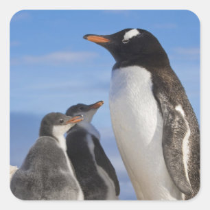 Pegatina Cuadrada Antártida, Neko Cove (Puerto). Pingüino de Gentoo 