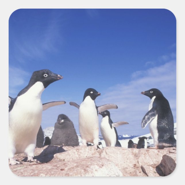Pegatina Cuadrada Antártida, Pingüino Adelie Pygoscelis (Anverso)