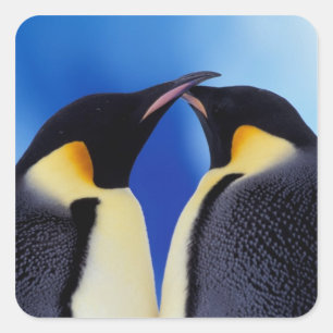 Pegatina Cuadrada Antártida, pingüinos emperadores