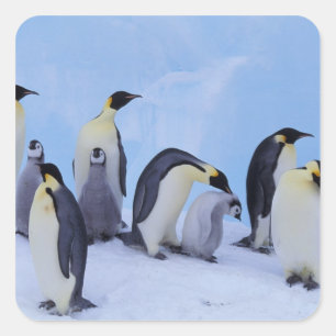 Pegatina Cuadrada Antártida, Pingüinos Emperadores