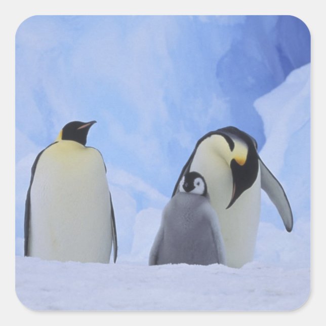 Pegatina Cuadrada Antártida. Pingüinos emperadores y cría (Anverso)