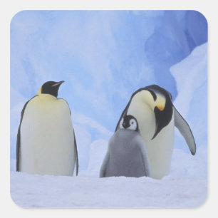 Pegatina Cuadrada Antártida. Pingüinos emperadores y polluelos