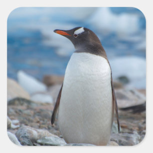 Pegatina Cuadrada Antártida. Puerto Neko. Pingüino de Gentoo