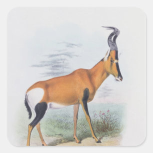 Pegatina Cuadrada Antelope, de "The Book of Antelopes",