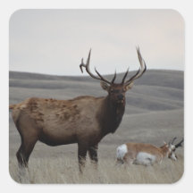 Antelope E63 de toro y Pronghorn
