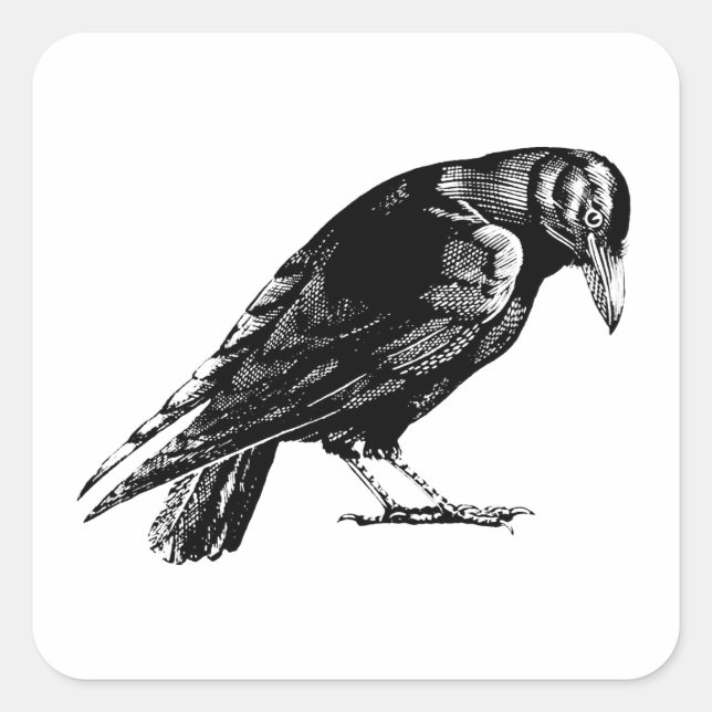Pegatina Cuadrada Antiguo Crow Blackbird RavenTotebag (Anverso)