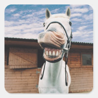 Apertura de boca para acercamiento de caballos