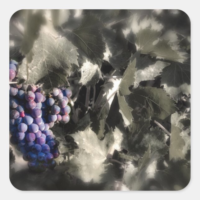 Pegatina Cuadrada Aplastar en el viñedo principal de Tefft Cellars (Anverso)