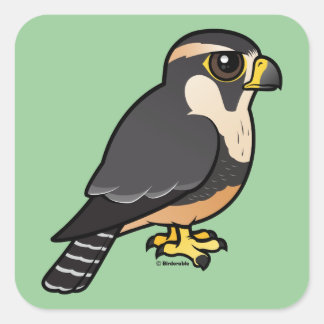 Pegatina Cuadrada Aplomado Falcon