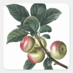 PEGATINA CUADRADA APPLE BRANCH