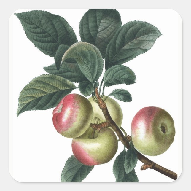 PEGATINA CUADRADA APPLE BRANCH (Anverso)