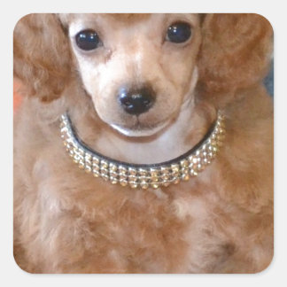 Pegatina Cuadrada Apricot Fluffy Poodle Puppy Perro