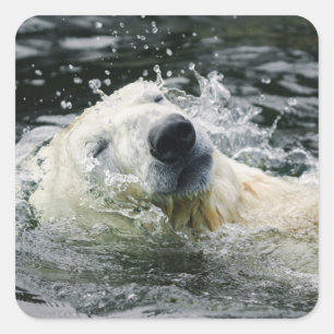 Pegatina Cuadrada Aqua Aura del oso polar