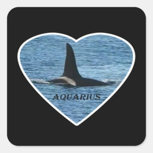 Pegatina Cuadrada Aquarius Orca Ballena Asesina de la Comunidad de l
