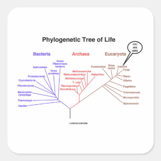 Pegatina Cuadrada Aquí Está El Árbol Filogenético De La Vida (Biolog