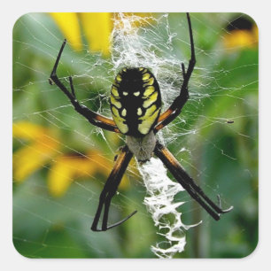 Pegatina Cuadrada Araña amarilla