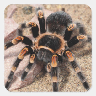 Pegatina Cuadrada Araña Tarantula de rodilla roja mexicana