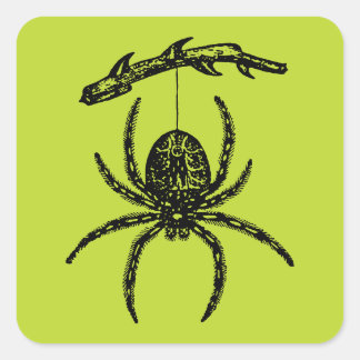 Pegatina Cuadrada Araña verde venenosa