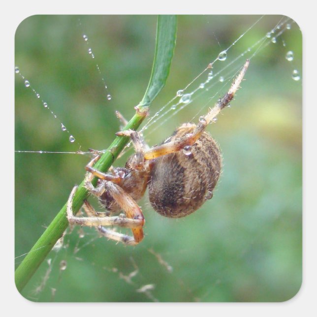 Pegatina Cuadrada Araneus - Orb Weaver Spider (Anverso)